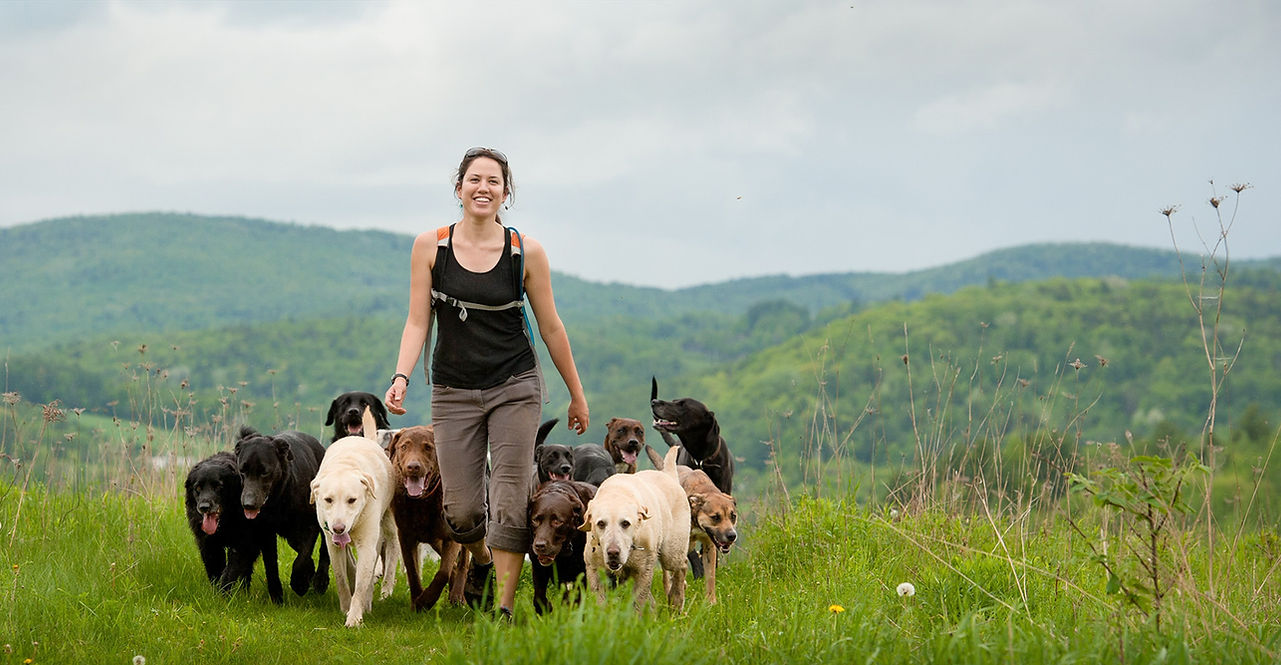 my-dog-camp-online-dog-walking-course2.jpg