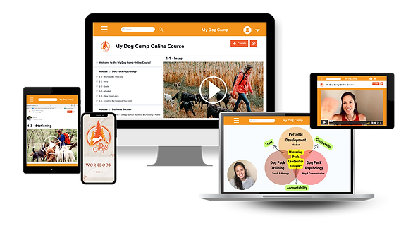 Online professional dog walker course