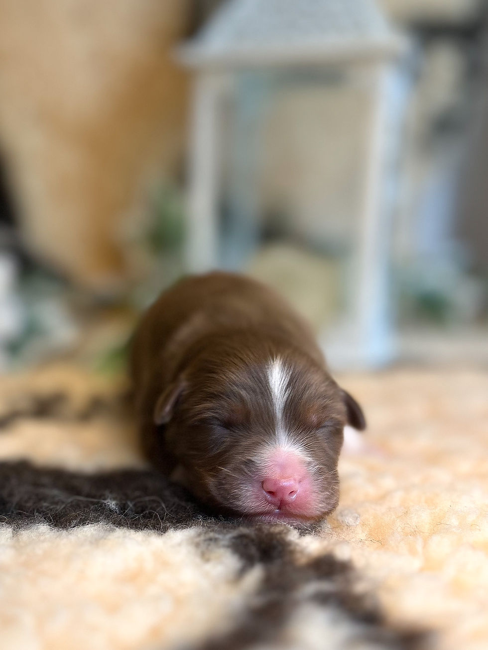 Red tri Male - Reserved 
