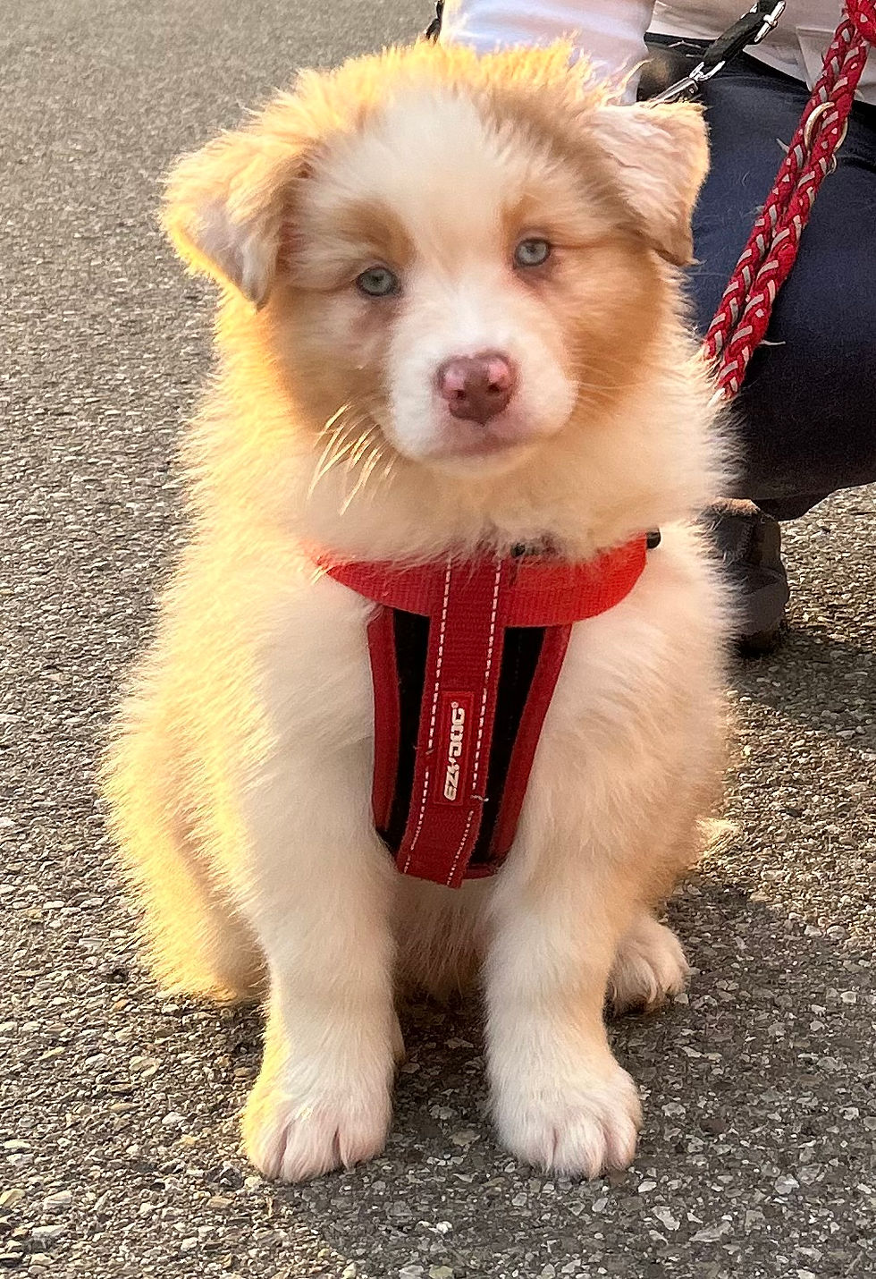 Maverick