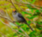 Aqui estoy... aqui me quedo