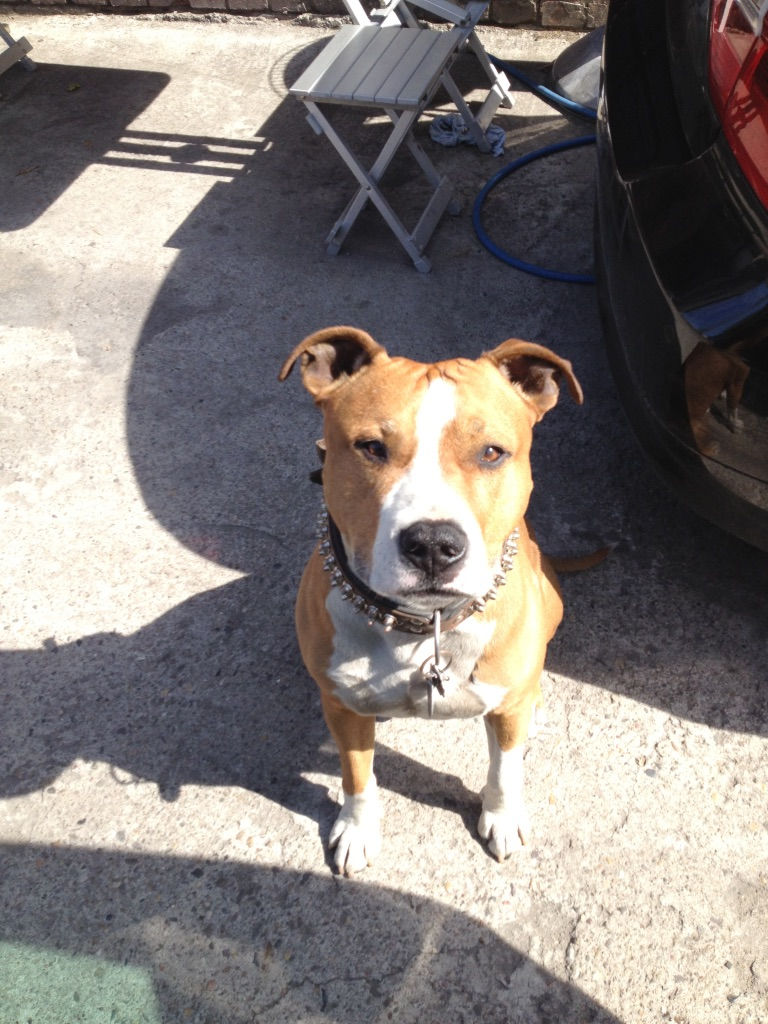 Staffordshire Terrier sitzend mit Blick in die Kamera