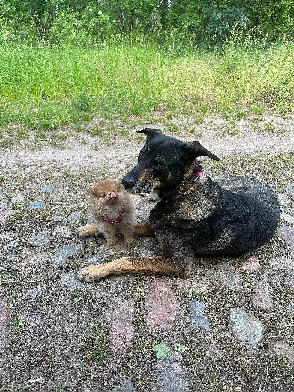 Zwergspitzwelpe und ein Schäferhund Mischling kuscheln 