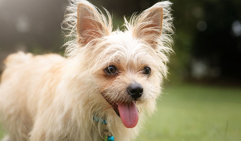 happy-puppy-2024-09-16-07-59-24-utc.jpg