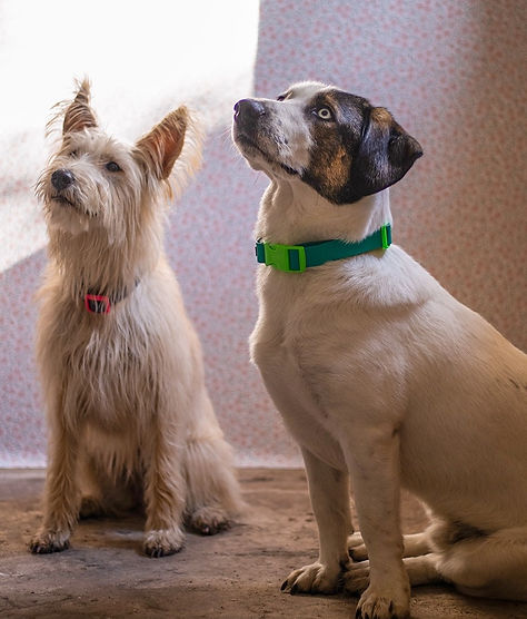 Zwei sitzende Hunde, beide weißes Fell mit Blick nach oben gerichtet. Beide tragen Hundehalsbänder von Sunny Berlin.