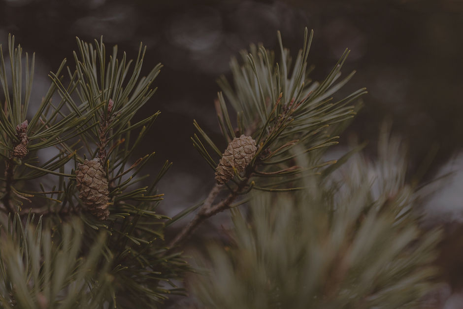 A close up of pine cones on a pine tree_edited_edited_edited.jpg