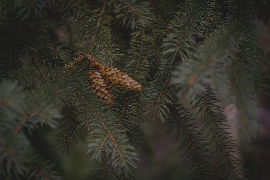 Pine tree in Utah_edited.jpg