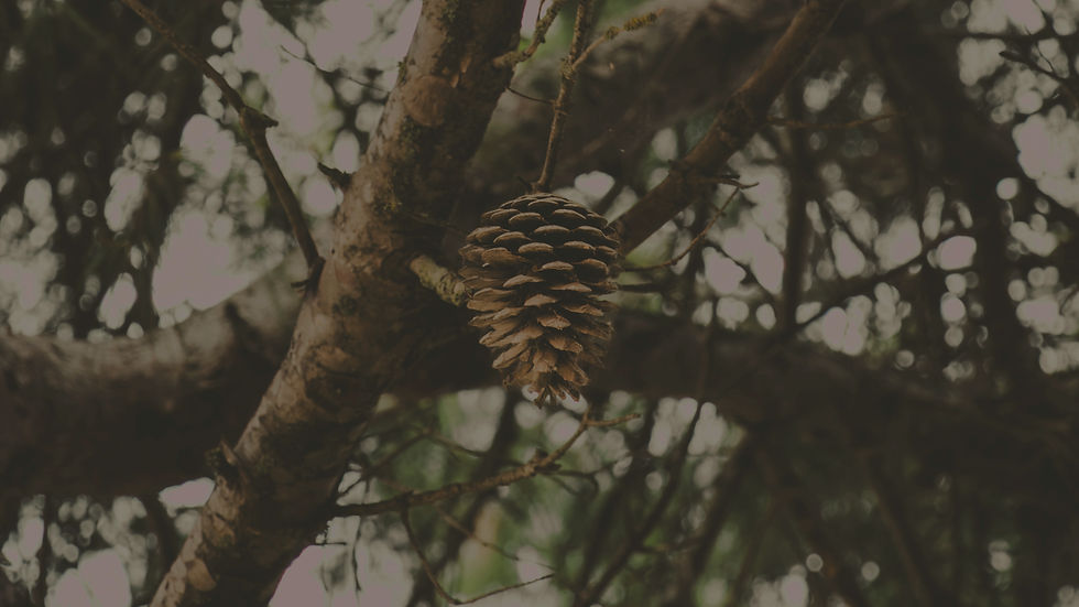 a pine cone hanging from a tree branch_edited_edited.jpg