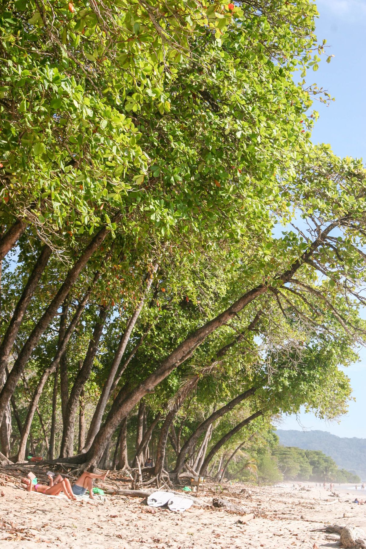 Golden sand beach with shady trees along the coast in Costa Rica