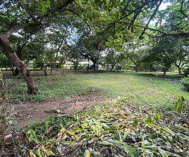 Search for Land in Guanacaste