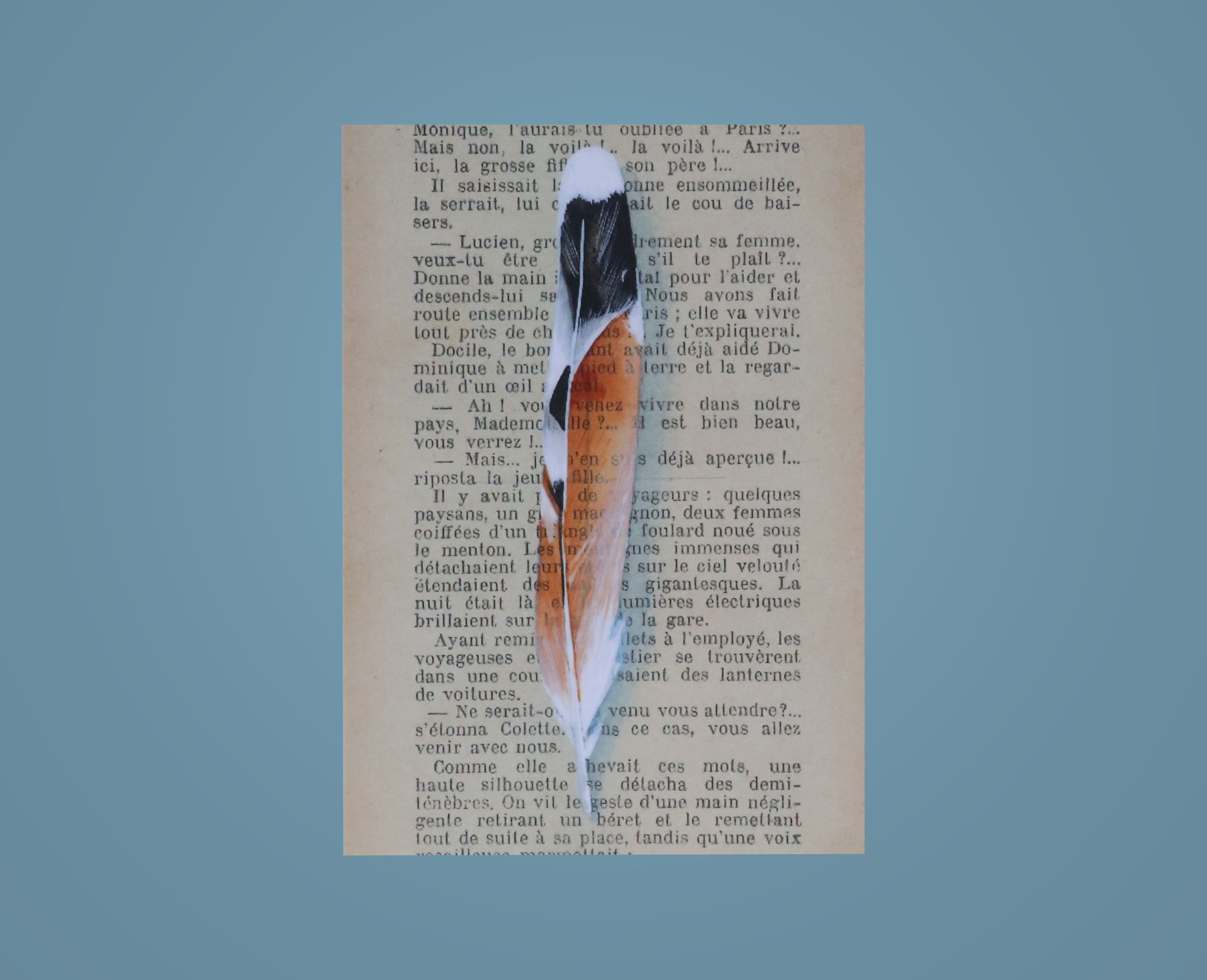 Plume de Falco Sparverius