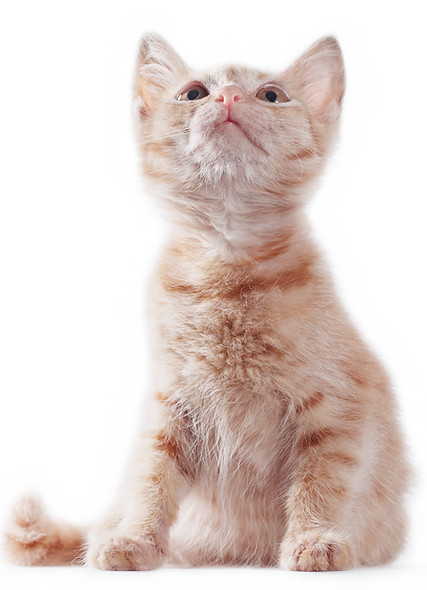 vecteezy_bright-red-kitten-standing-and-looking-up-on-a-white-background_4373441.jpg