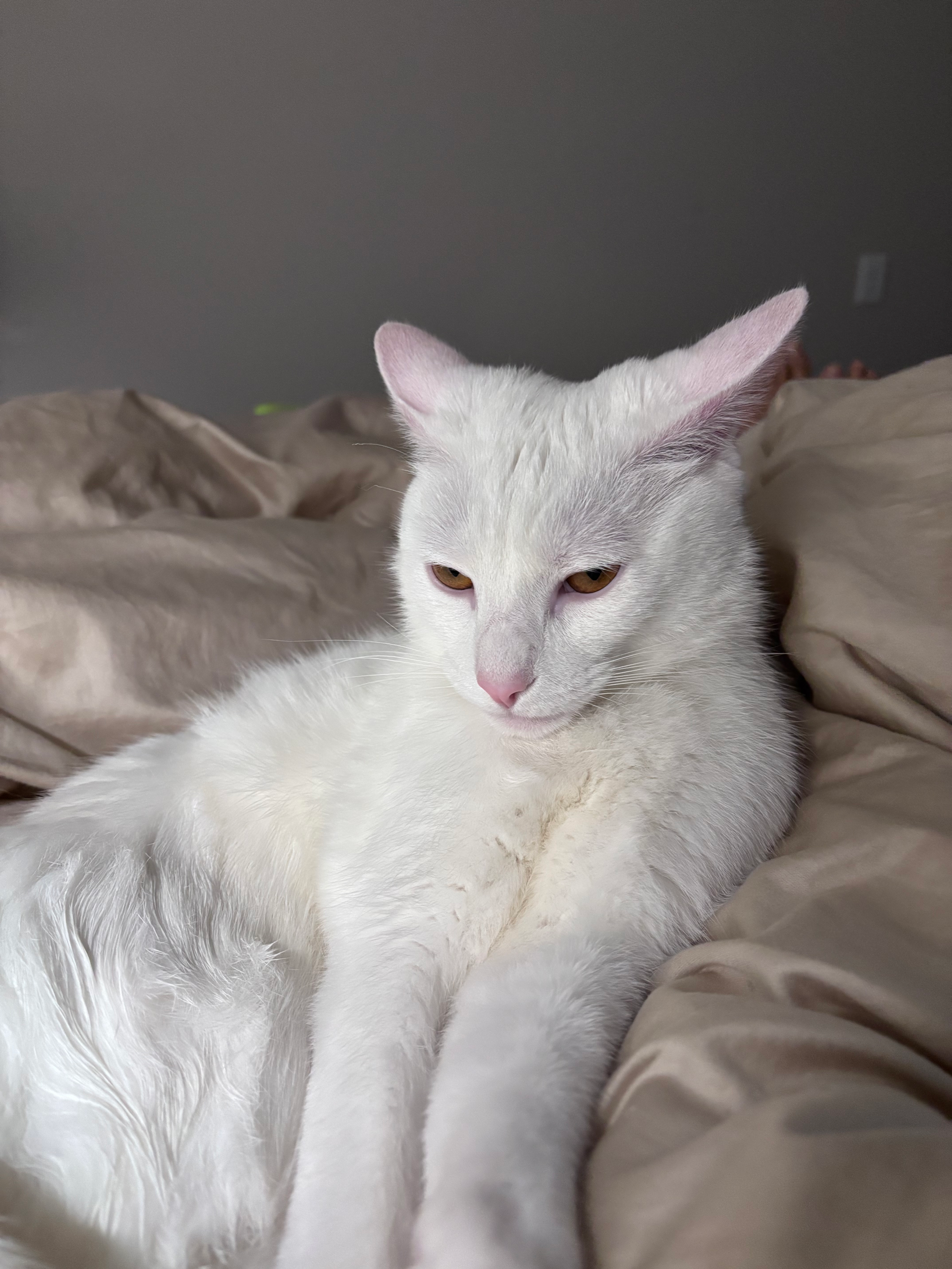 House Sitting Client