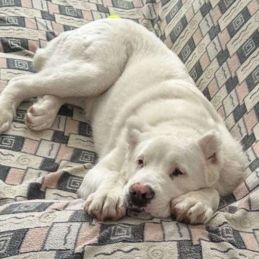 House Sitting Client