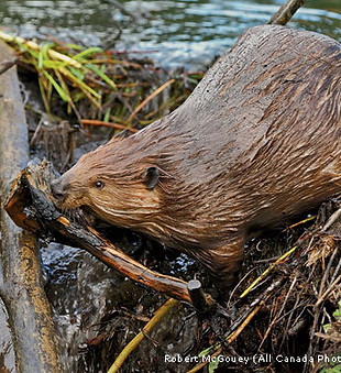 beaver-building-Robert-McGouey-570x375.jpg