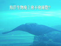 海洋生物晚上會不會睡覺?