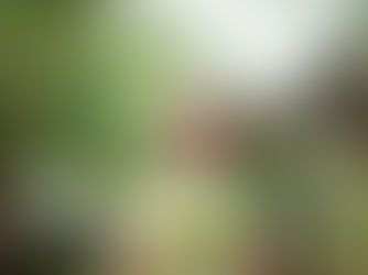 小 ✽ 清 ✽ 新 ✽ 屏 ✽ 東