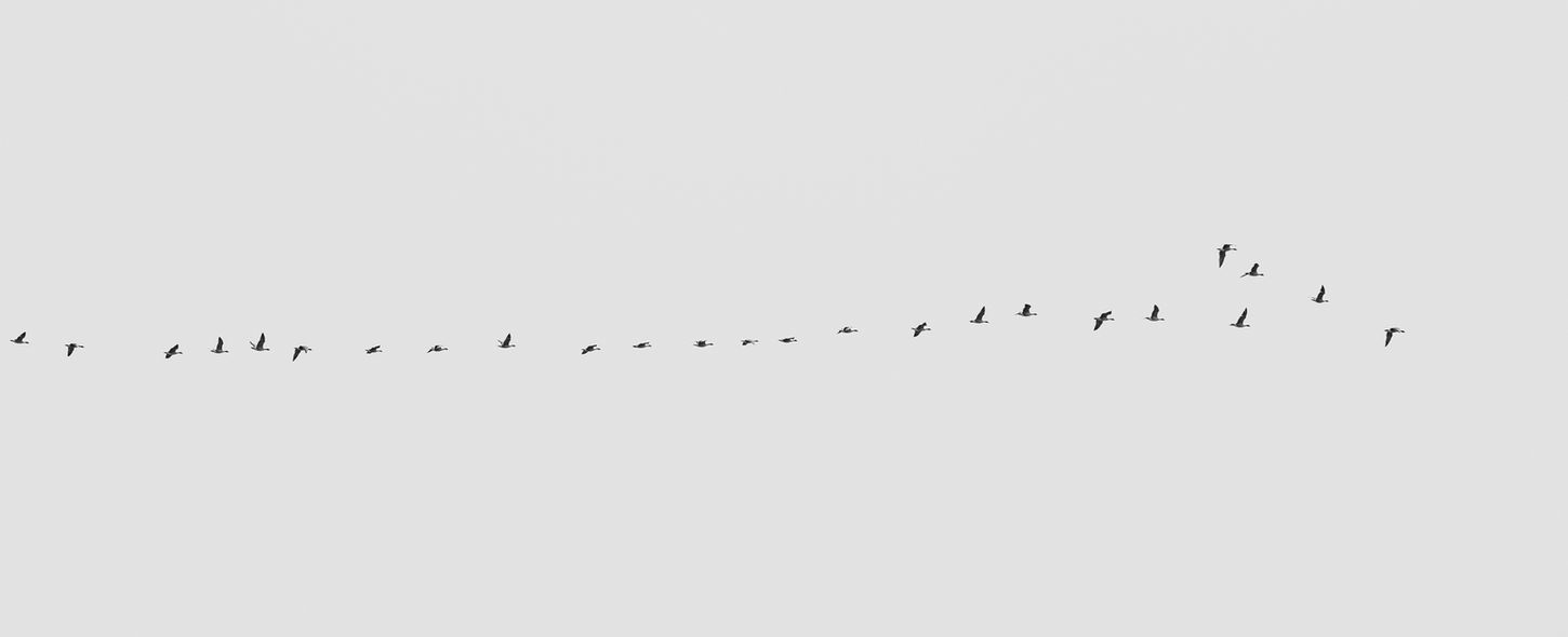 birds flying photographe by Charles Devoyer