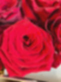 red rose with life coach