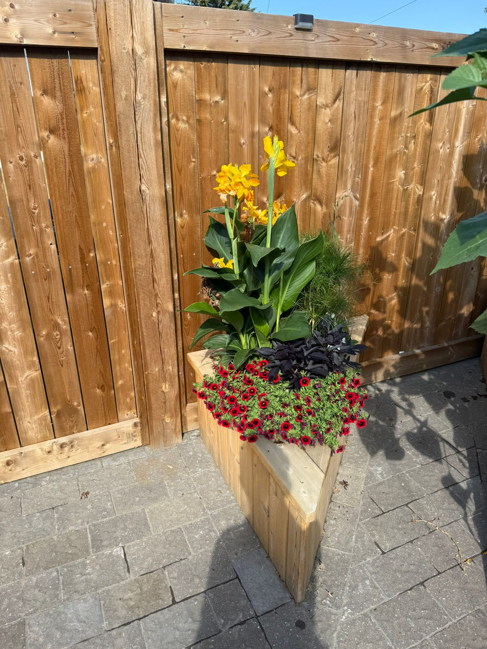 Rear  Garden Planters (3).JPEG