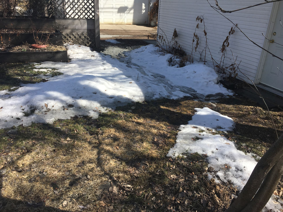 Yard Before (9)