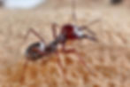 ANTS