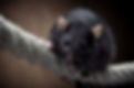 RODENT