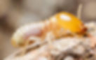 TERMITES