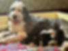 frankie-2.JPG