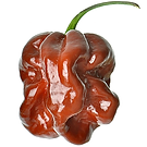 Pepper_-_Habanero_Chocolate_seeds_1024x1
