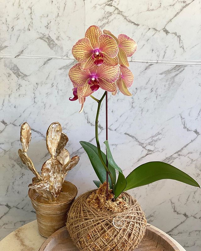 Orchid - Yellow & Pink