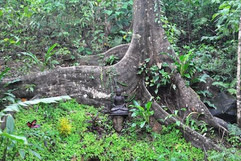 big tree & buddah.jpeg