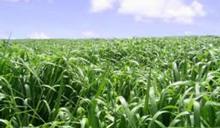 BRACHIARIA MG-5 XARAES.jpg