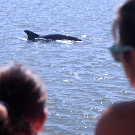 One of the best dolphin tours Hilton Head has to offer