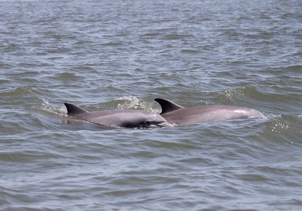 Explore the Magical Mermaid of Hilton Head Boat Tours
