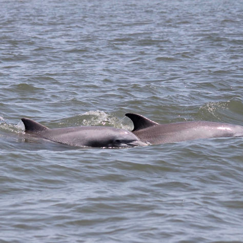 The Magical Mermaid of Hilton Head Boat Tour