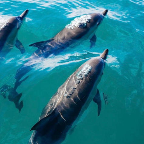Why You Should Take a Dolphin Tour