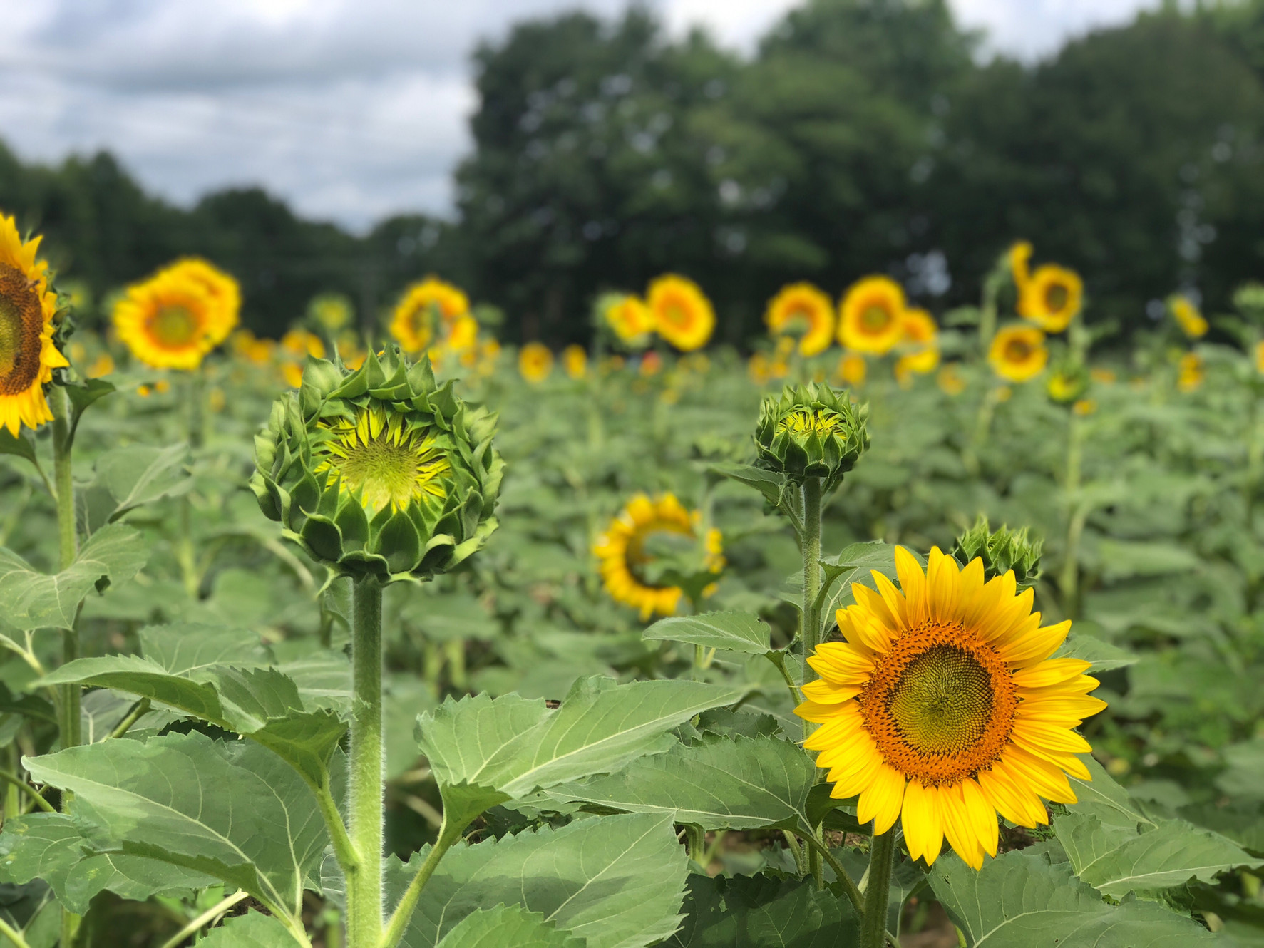 Sunflower Picking Happy Day Farm United States