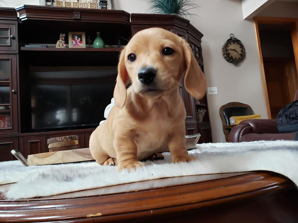 Thumbnail: AKC dachshund puppies