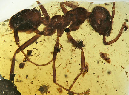 Sphecomyrmodes occidentalis