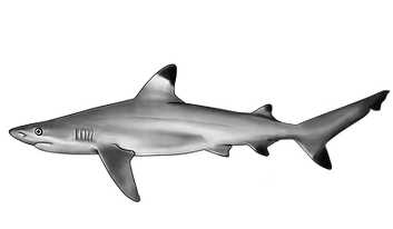 Blacktip reef shark