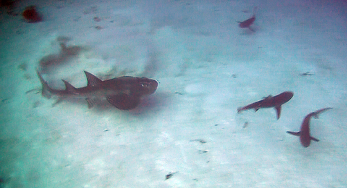 Bowmouth 2013 Ulong (1).png