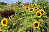 CR Farmstand 2021 - 212 of 224.jpg
