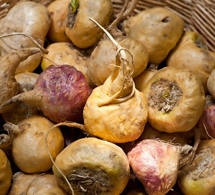 maca root.jpg