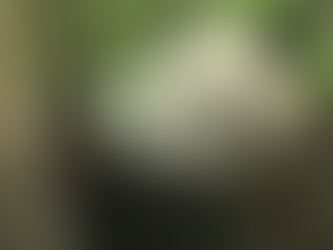 Πέθανε ο Παν Παν το γηραιότερο πάντα του κόσμου