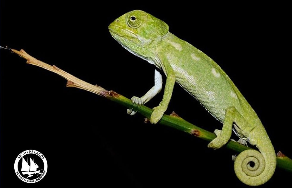 ree