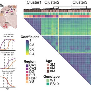 Shuai's spatial transcriptomics study