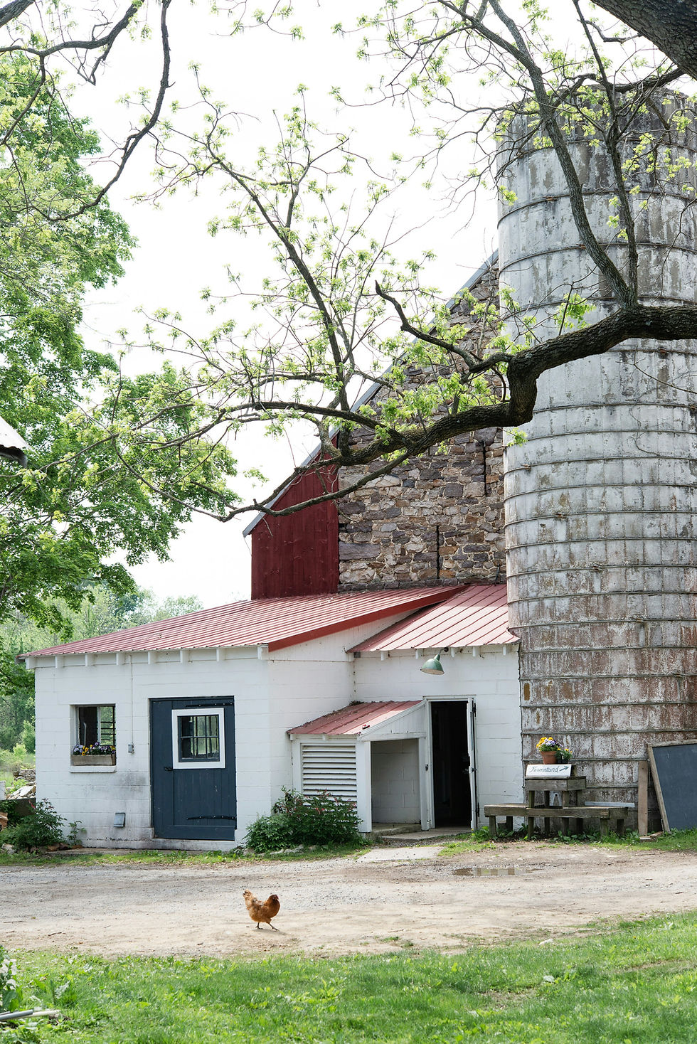 Farmyard with a red-roofed barn, stone wall, and silo. A chicken walks on dirt. Green trees and grass create a peaceful rural setting.