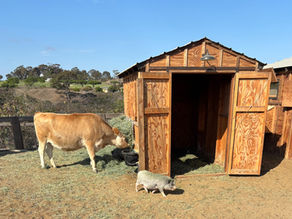 Cow and pig on a farm near a wooden shed. The cow grazes on hay, while the pig walks on the dirt. Clear blue sky and distant trees.