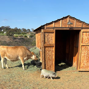 Cow and pig on a farm near a wooden shed. The cow grazes on hay, while the pig walks on the dirt. Clear blue sky and distant trees.